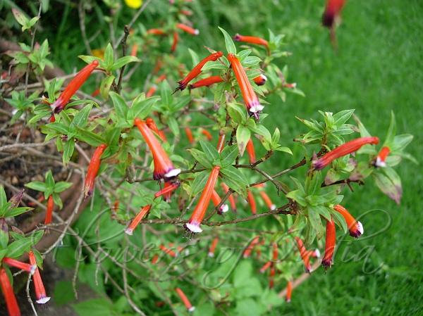 Cigar Plant
